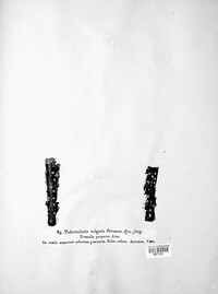 Tubercularia vulgaris image